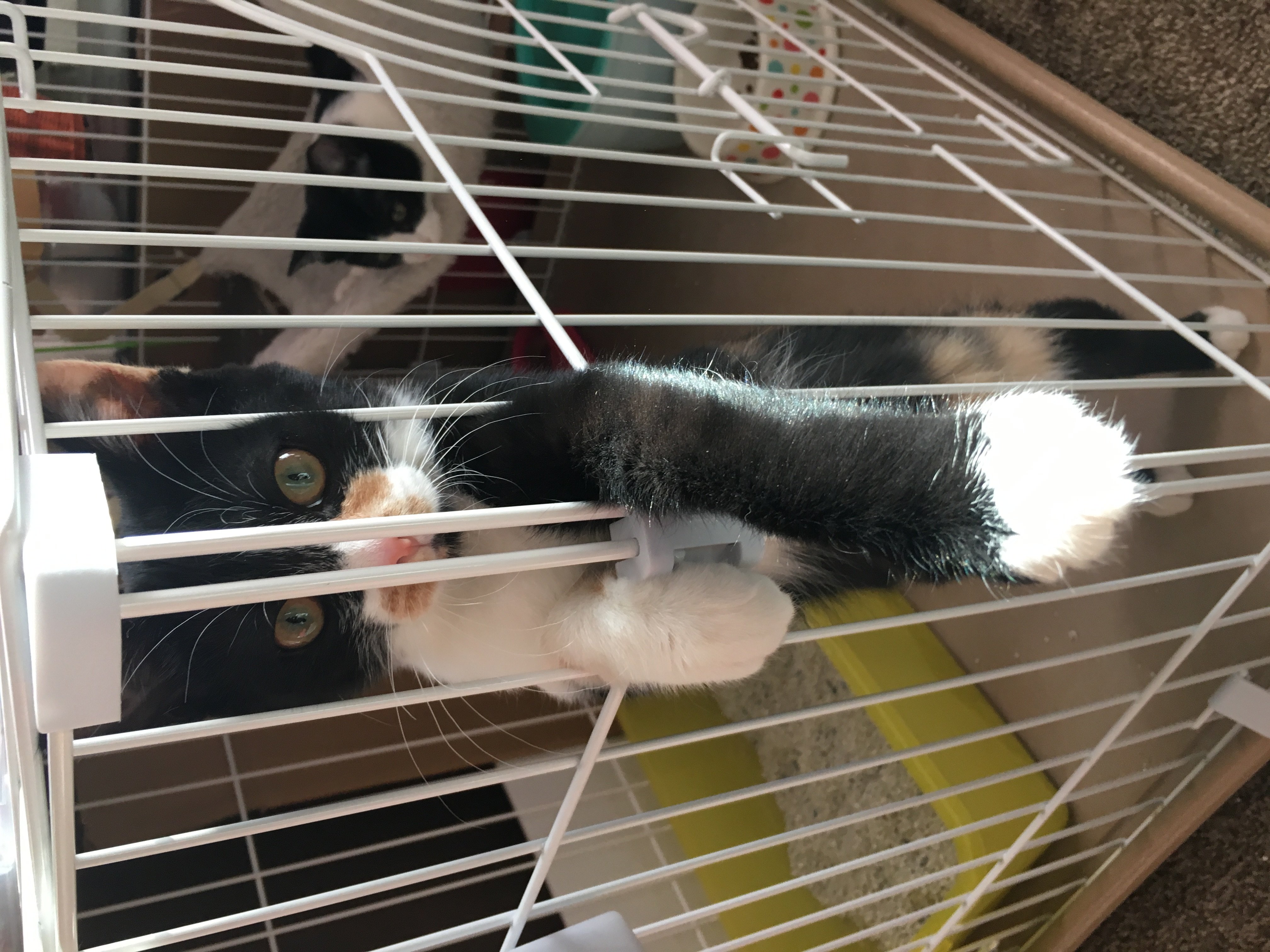 猫にゃんにゃん★