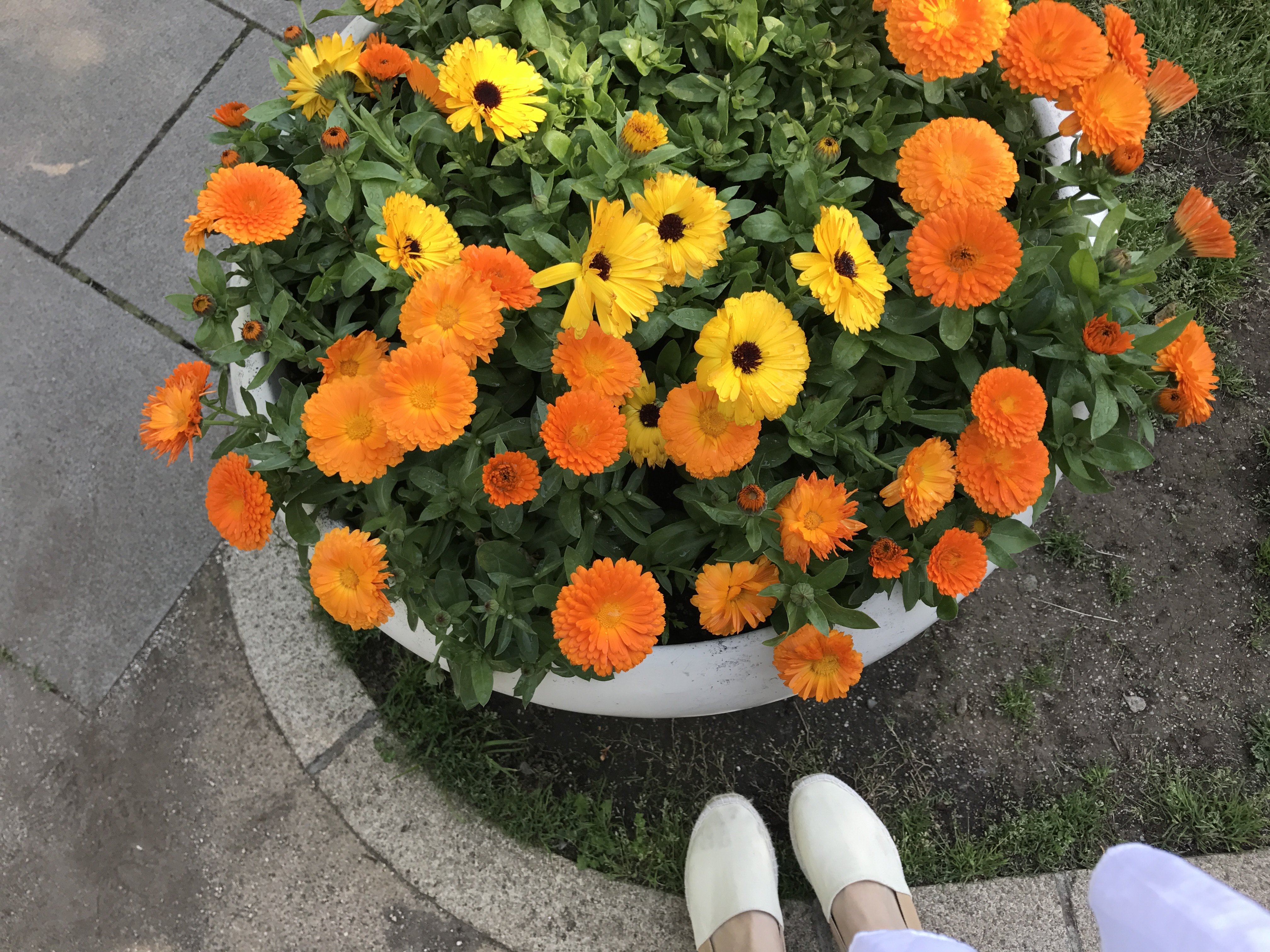 筋肉痛バッチコイ