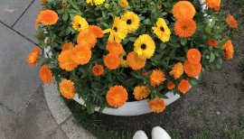 ゆぴまる★ちゃんの2017/4/30 (日) 08:57のブログ